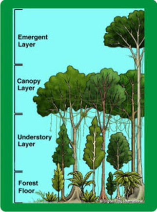 Rainforest Facts - Tropical Rainforest Retreats